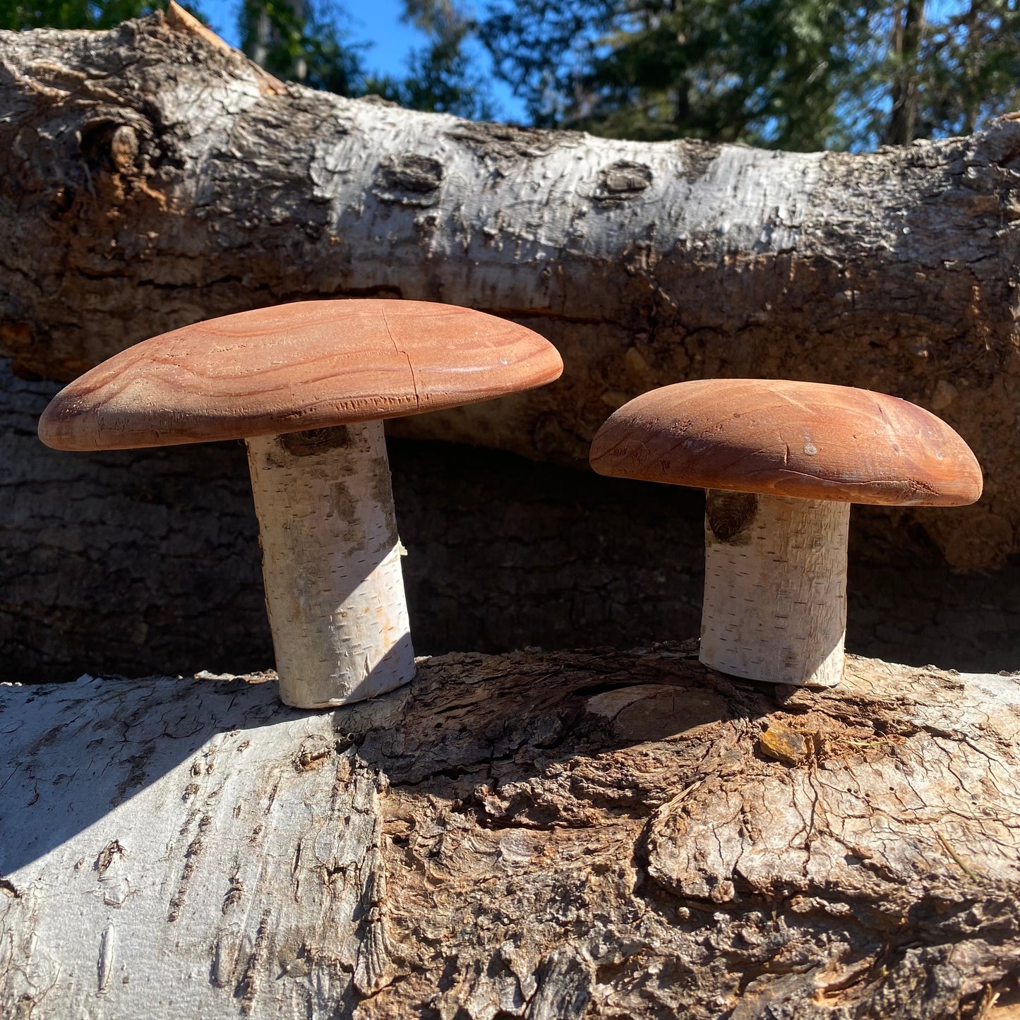 Redwood Magic Mountain Shroom- Golden Teacher