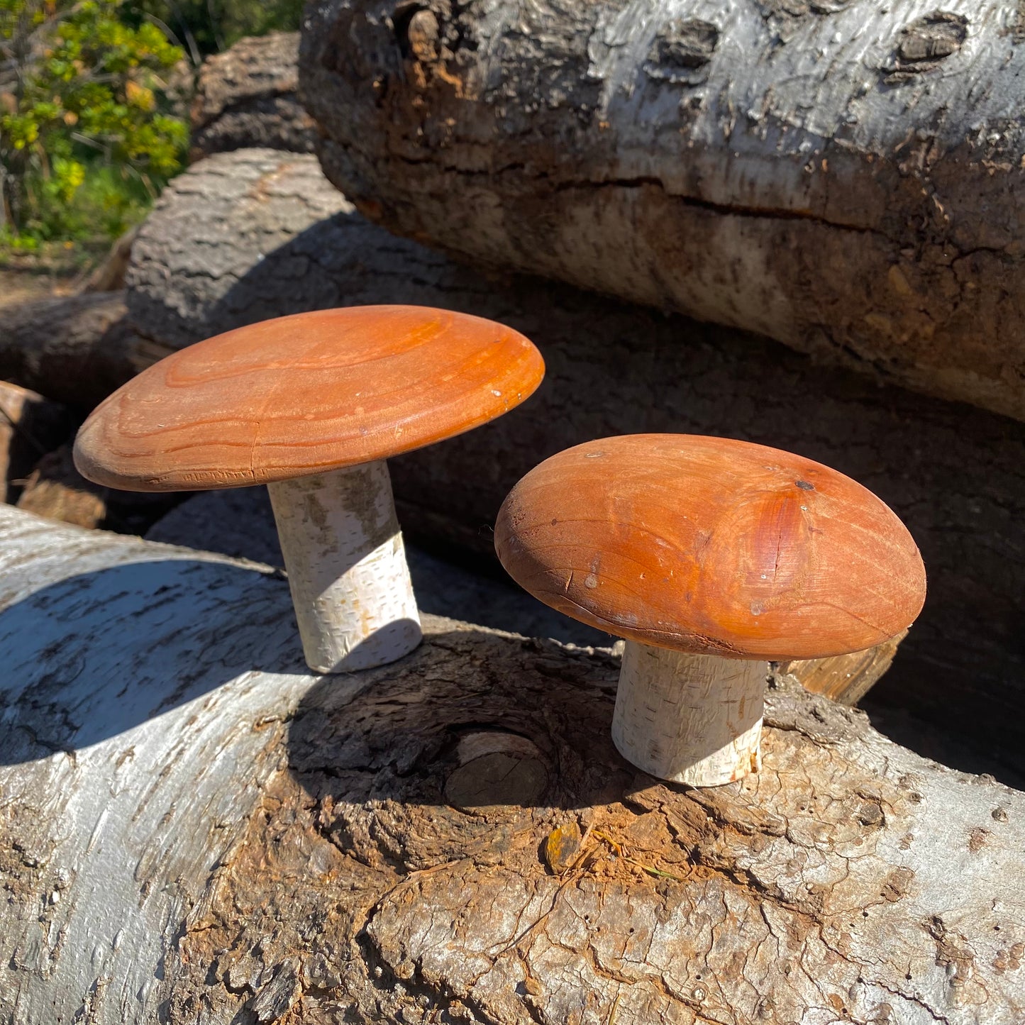 Redwood Magic Mountain Shroom- Golden Teacher